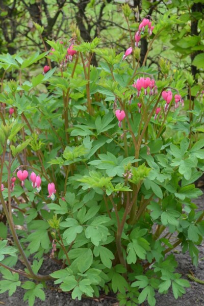Løjtnantshjerte Dicentra spectabilis 5-10 potte P9 Dicentra spectabilis