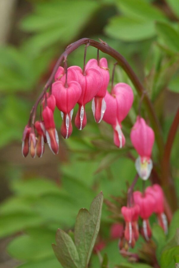 Løjtnantshjerte Dicentra spectabilis 5-10 potte P9 Dicentra spectabilis