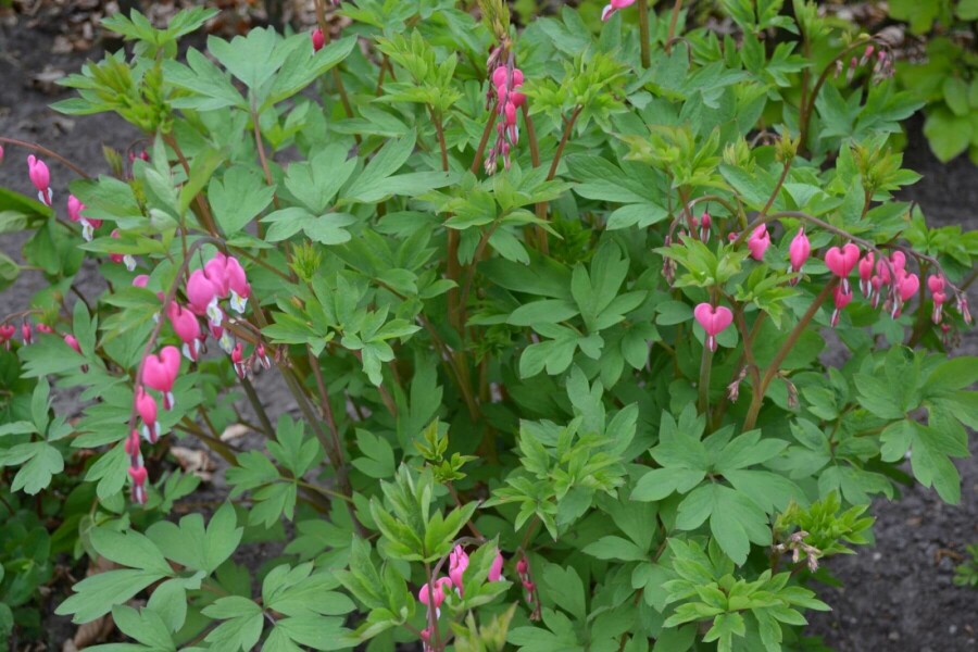 Løjtnantshjerte Dicentra spectabilis 5-10 potte P9 Dicentra spectabilis