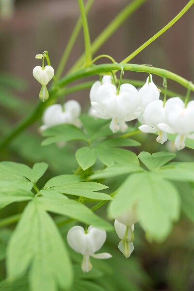 Løjtnantshjerte Dicentra spectabilis 'Alba' 5-10 potte P9 Dicentra spectabilis 'Alba'