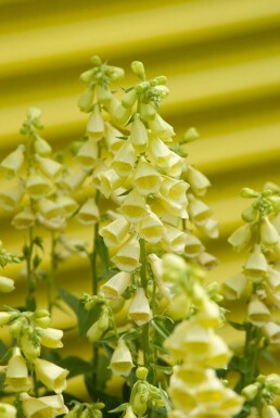 Storblomstret fingerbøl Digitalis grandiflora 5-10 potte P9 Digitalis grandiflora