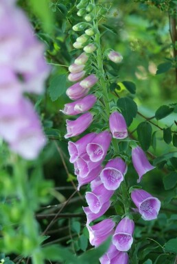 Almindelig fingerbøl Digitalis purpurea 5-10 potte P9