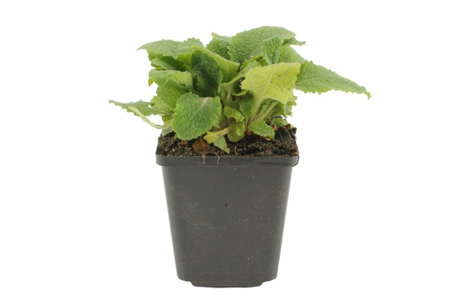 Almindelig fingerbøl Digitalis purpurea 5-10 potte P9 Digitalis purpurea