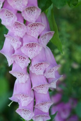 Almindelig fingerbøl Digitalis purpurea 5-10 potte P9