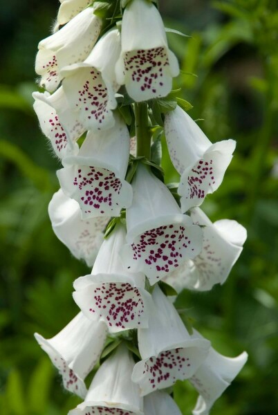 Almindelig fingerbøl Digitalis purpurea 'Alba' 5-10 potte P9 Digitalis purpurea 'Alba'