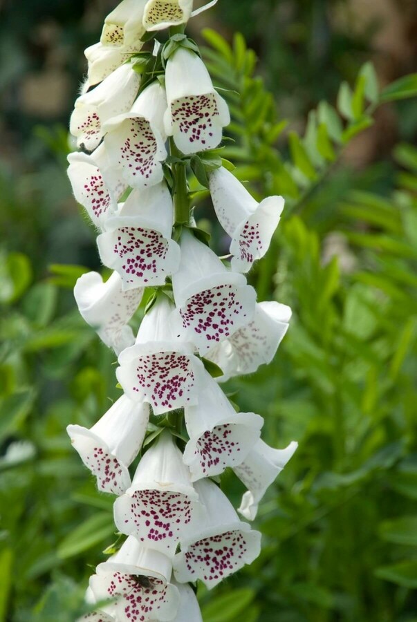 Almindelig fingerbøl Digitalis purpurea 'Alba' 5-10 potte P9 Digitalis purpurea 'Alba'