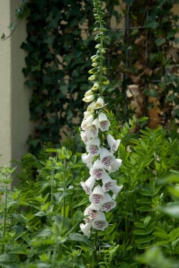 Almindelig fingerbøl Digitalis purpurea 'Alba' 5-10 potte P9 Digitalis purpurea 'Alba'