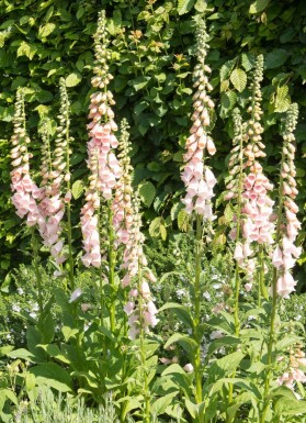 Almindelig fingerbøl Digitalis purpurea 'Apricot' 5-10 potte P9 Digitalis purpurea 'Apricot'