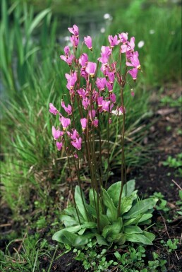 Ægte gudeblomst Dodecatheon meadia 5-10 potte P9