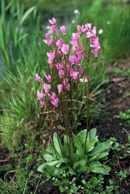 Ægte gudeblomst Dodecatheon meadia 5-10 potte P9 Dodecatheon meadia