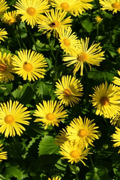 Balkangemserod Doronicum orientale 'Magnificum' 5-10 potte P9 Doronicum orientale 'Magnificum'