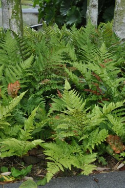 Rødslørmangeløv Dryopteris erythrosora 5-10 potte P9 Dryopteris erythrosora