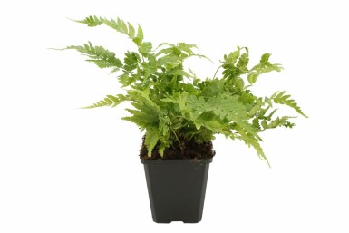 Rødslørmangeløv Dryopteris erythrosora 5-10 potte P9 Dryopteris erythrosora