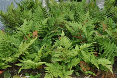 Rødslørmangeløv Dryopteris erythrosora 5-10 potte P9 Dryopteris erythrosora