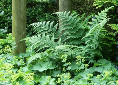 Almindelig mangeløv Dryopteris filix-mas 5-10 potte P9 Dryopteris filix-mas