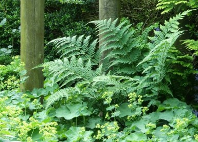 Almindelig mangeløv Dryopteris filix-mas 5-10 potte P9