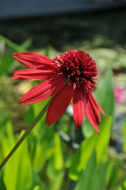 Purpursolhat Echinacea 'Eccentric' 5-10 potte P9