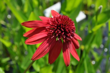Purpursolhat Echinacea 'Eccentric' 5-10 potte P9