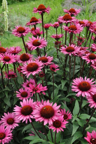 Purpursolhat Echinacea 'Fatal Attraction' 5-10 potte P9 Echinacea 'Fatal Attraction'