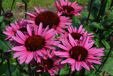 Purpursolhat Echinacea 'Fatal Attraction' 5-10 potte P9 Echinacea 'Fatal Attraction'