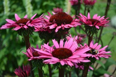 Purpursolhat Echinacea 'Fatal Attraction' 5-10 potte P9 Echinacea 'Fatal Attraction'