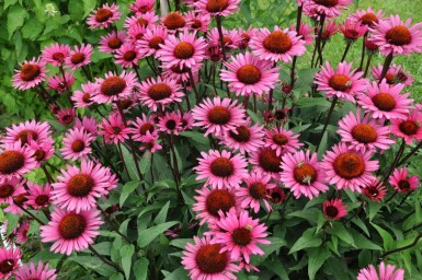 Purpursolhat Echinacea 'Fatal Attraction' 5-10 potte P9 Echinacea 'Fatal Attraction'