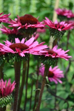 Purpursolhat Echinacea 'Fatal Attraction' 5-10 potte P9 Echinacea 'Fatal Attraction'
