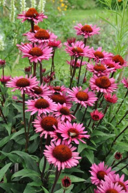 Purpursolhat Echinacea 'Fatal Attraction' 5-10 potte P9 Echinacea 'Fatal Attraction'