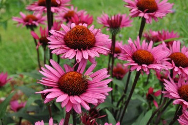 Purpursolhat Echinacea 'Fatal Attraction' 5-10 potte P9 Echinacea 'Fatal Attraction'