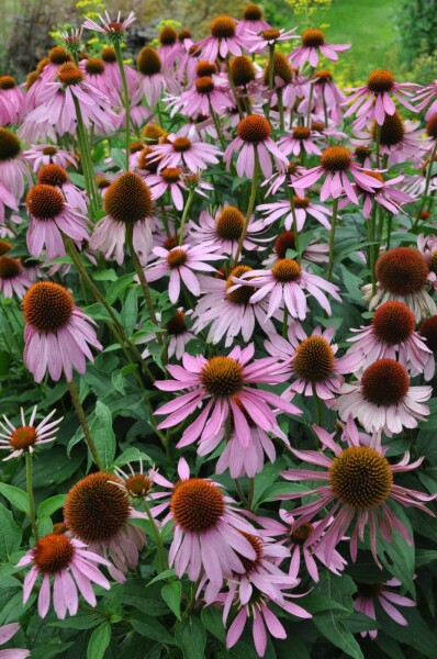 Havepurpursolhat Echinacea purpurea 5-10 potte P9 Echinacea purpurea
