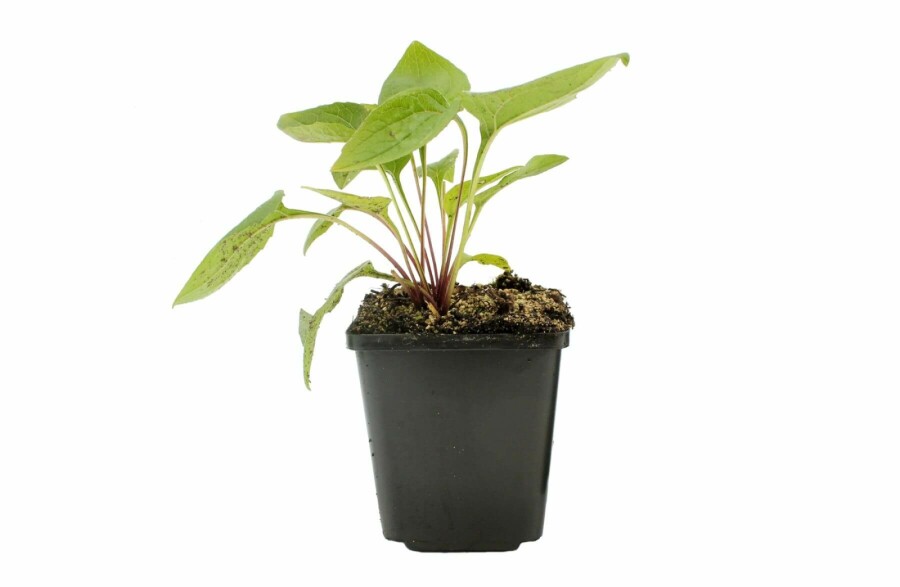 Havepurpursolhat Echinacea purpurea 5-10 potte P9 Echinacea purpurea