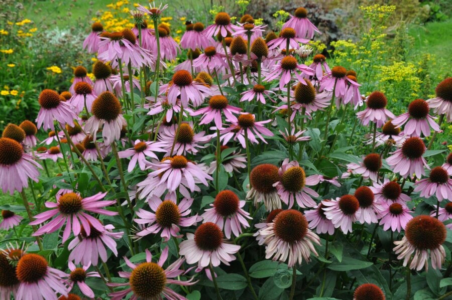 Havepurpursolhat Echinacea purpurea 5-10 potte P9 Echinacea purpurea