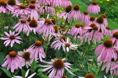 Havepurpursolhat Echinacea purpurea 5-10 potte P9 Echinacea purpurea