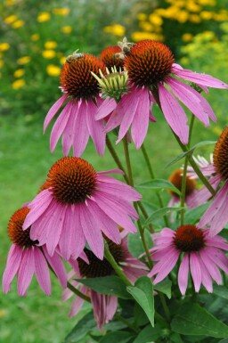 Havepurpursolhat Echinacea purpurea 5-10 potte P9 Echinacea purpurea