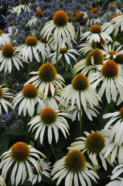 Havepurpursolhat Echinacea purpurea 'Alba' 5-10 potte P9 Echinacea purpurea 'Alba'