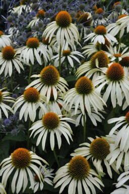 Havepurpursolhat Echinacea purpurea 'Alba' 5-10 potte P9 Echinacea purpurea 'Alba'