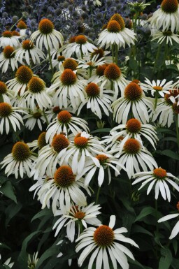 Havepurpursolhat Echinacea purpurea 'Alba' 5-10 potte P9 Echinacea purpurea 'Alba'