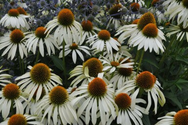 Havepurpursolhat Echinacea purpurea 'Alba' 5-10 potte P9 Echinacea purpurea 'Alba'