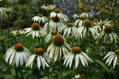 Havepurpursolhat Echinacea purpurea 'Alba' 5-10 potte P9 Echinacea purpurea 'Alba'