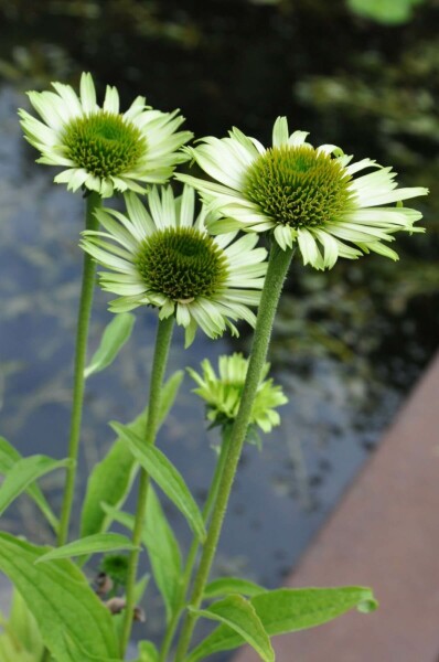 Havepurpursolhat Echinacea purpurea 'Green Jewel' 5-10 potte P9 Echinacea purpurea 'Green Jewel'