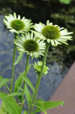 Havepurpursolhat Echinacea purpurea 'Green Jewel' 5-10 potte P9 Echinacea purpurea 'Green Jewel'