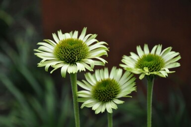 Havepurpursolhat Echinacea purpurea 'Green Jewel' 5-10 potte P9