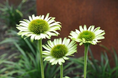 Havepurpursolhat Echinacea purpurea 'Green Jewel' 5-10 potte P9