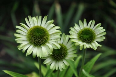 Havepurpursolhat Echinacea purpurea 'Green Jewel' 5-10 potte P9