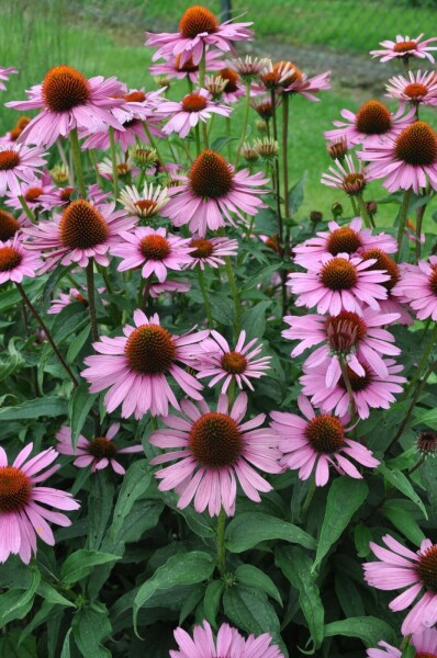 Purpursolhat Echinacea purpurea 'Magnus' 10-15 potte C2 Echinacea purpurea 'Magnus'