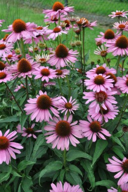 Purpursolhat Echinacea purpurea 'Magnus' 5-10 potte P9