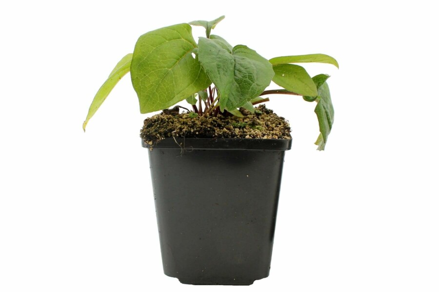 Purpursolhat Echinacea purpurea 'Magnus' 5-10 potte P9 Echinacea purpurea 'Magnus'