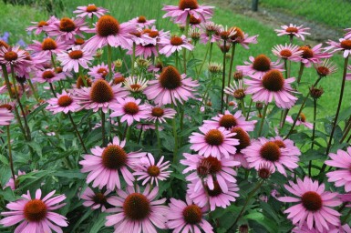 Purpursolhat Echinacea purpurea 'Magnus' 5-10 potte P9