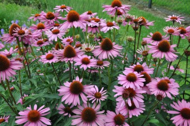 Purpursolhat Echinacea purpurea 'Magnus' 5-10 potte P9 Echinacea purpurea 'Magnus'