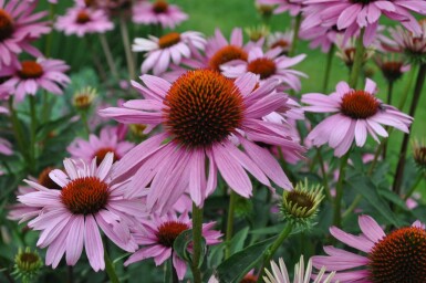 Purpursolhat Echinacea purpurea 'Magnus' 5-10 potte P9 Echinacea purpurea 'Magnus'